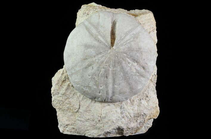 Displayable Fossil Sea Urchin (Clypeus) - England #65857
